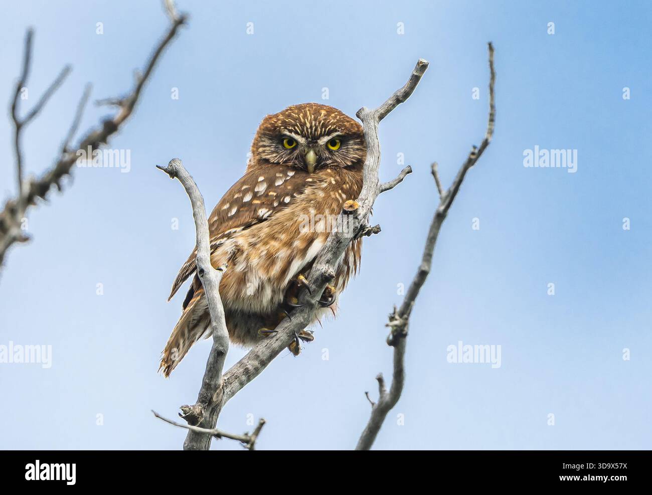 Eine Austral Pygmäe (Glaucidium nana), die auf einem Ast thront. Santa Cruz, Argentinien. Stockfoto