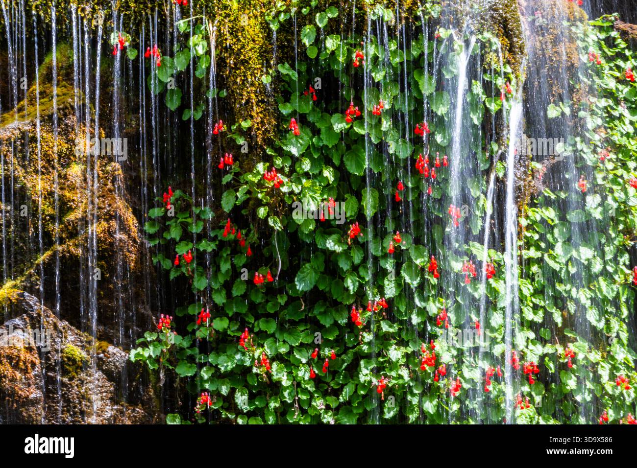 Wasser tropft auf moosbedeckte Felsen an einer Gebirgskaskade. Santa Cruz, Argentinien. Stockfoto