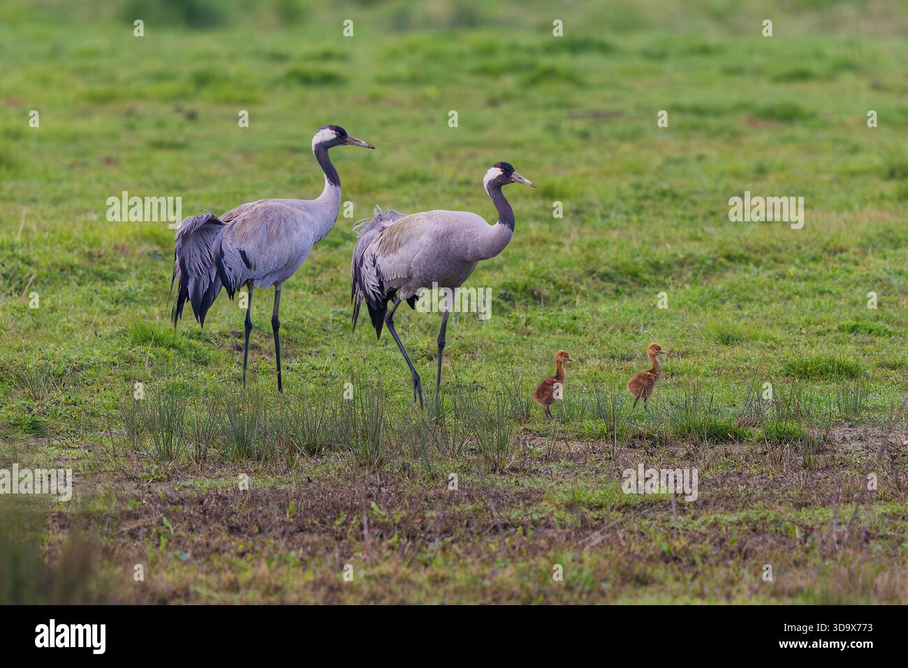 Grus grus paart mit zwei Küken, die im Feuchtrasenland in South Lincolnshire, England, Vereinigtes Königreich, Frühjahr 2025. Stockfoto