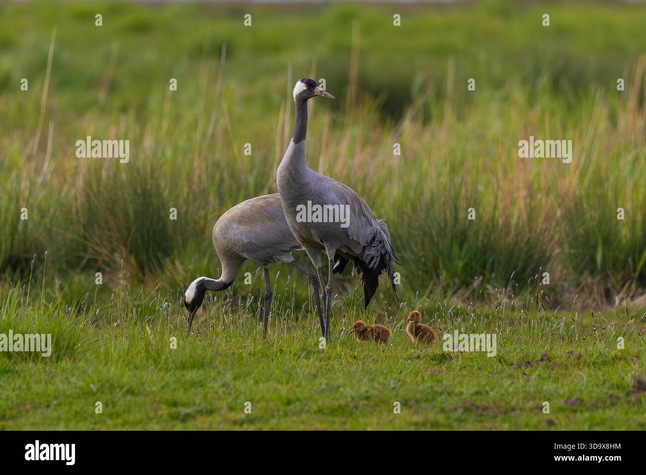 Grus grus paart mit zwei Küken, die im Feuchtrasenland in South Lincolnshire, England, Vereinigtes Königreich, Frühjahr 2025. Stockfoto