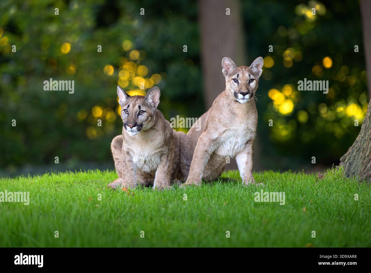 Nahaufnahmeporträt eines aufmerksamen amerikanischen Berglöwen, Puma concolor, der aufmerksam nach vorne schaut. Stockfoto