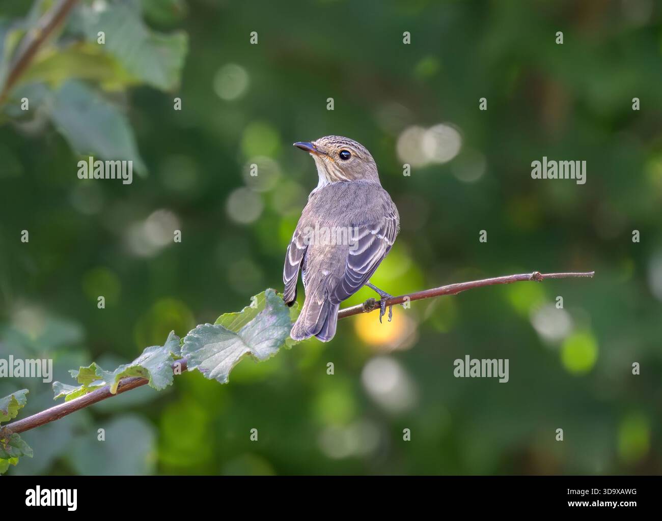 Ein gefleckter Fliegenfänger, Muscicapa striata, der auf einem Zweig thront, Fliegenfänger-Familie der Alten Welt, Korfu, Griechenland Stockfoto