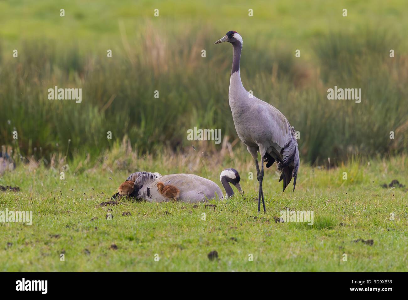 Grus grus paart mit zwei Küken, die im Feuchtrasenland in South Lincolnshire, England, Vereinigtes Königreich, Frühjahr 2025. Stockfoto