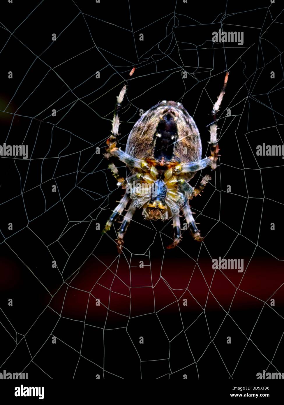 Große Spinne im großen Netz Stockfoto