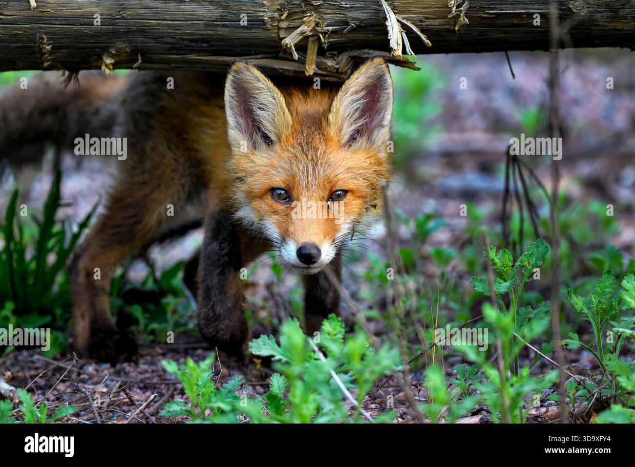 Rotfuchsjunge sieht neugierig aus Stockfoto