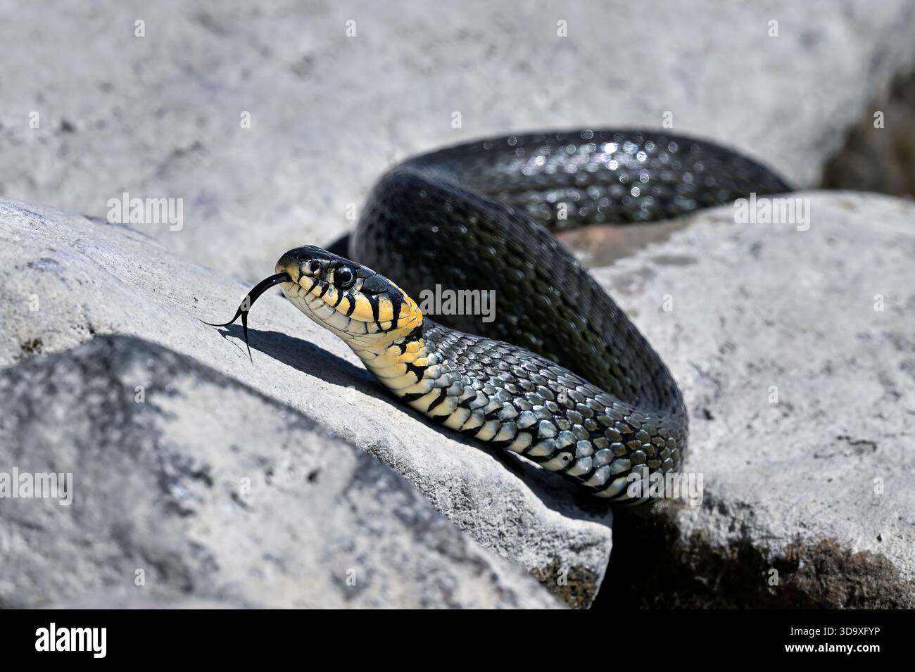 Grasschlange am Ufer Stockfoto