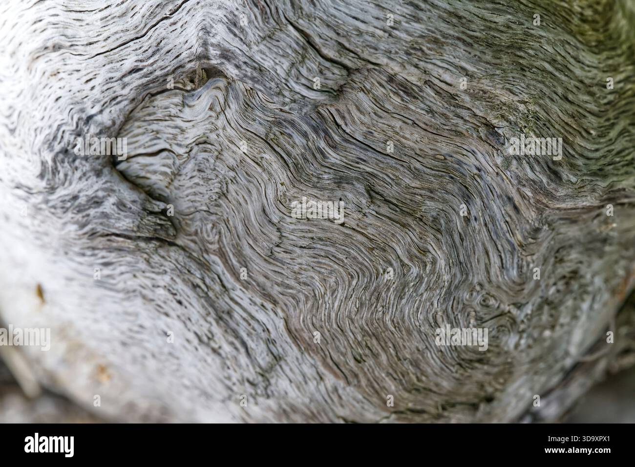 Natürliche wirbelnde Holzmaserung mit organischen Mustern und weicher Witterung. Perfekt für Hintergründe, umweltfreundliches Branding, Texturpackungen und naturnahes Design. Stockfoto