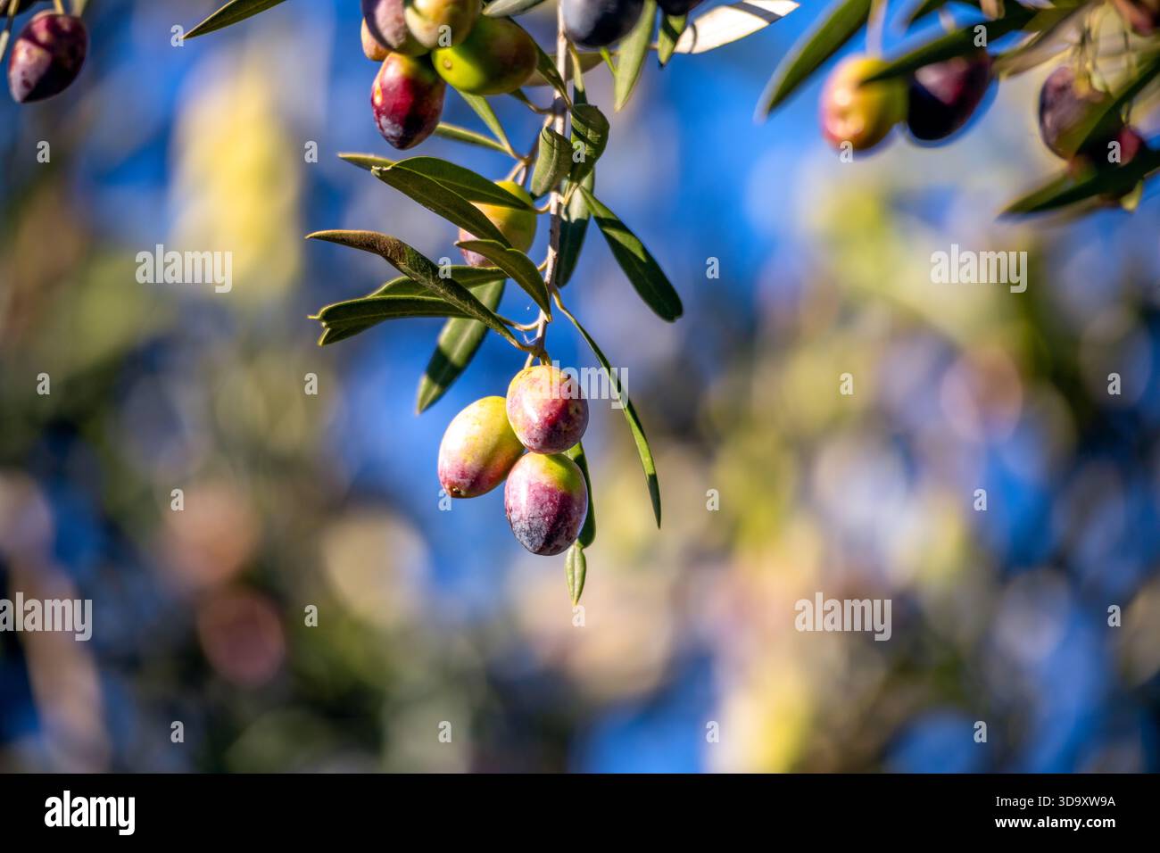Olivenfrucht auf einem Olivenzweig an einem farbenfrohen sonnigen Tag Stockfoto
