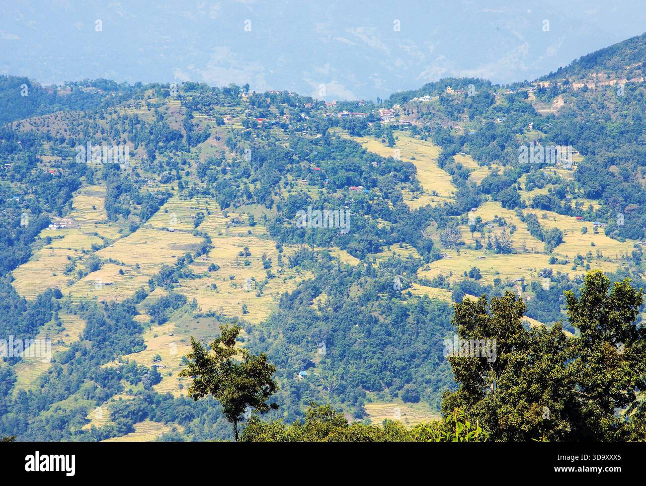 goldene Reisterrassen- oder Reisfelder im Himalaya-Berg Nepal Stockfoto