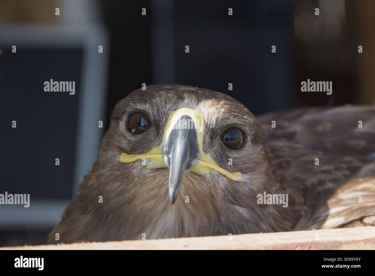 Nahaufnahme eines Raubvogels mit scharfem Schnabel und intensivem Blick Stockfoto