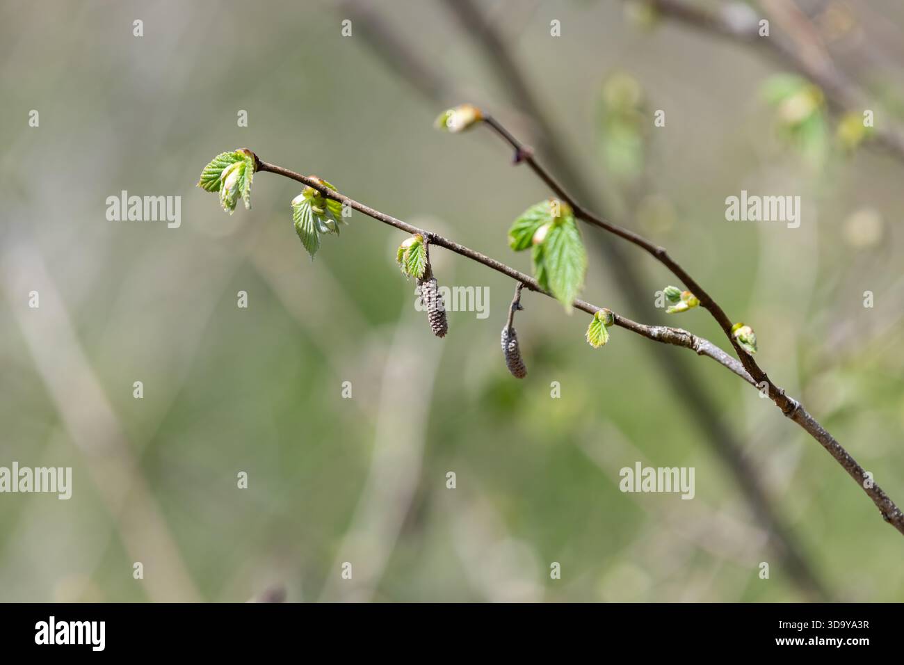 Makroaufnahme von gemeinen Haselnussblättern (corylus avellana), die sprießen Stockfoto