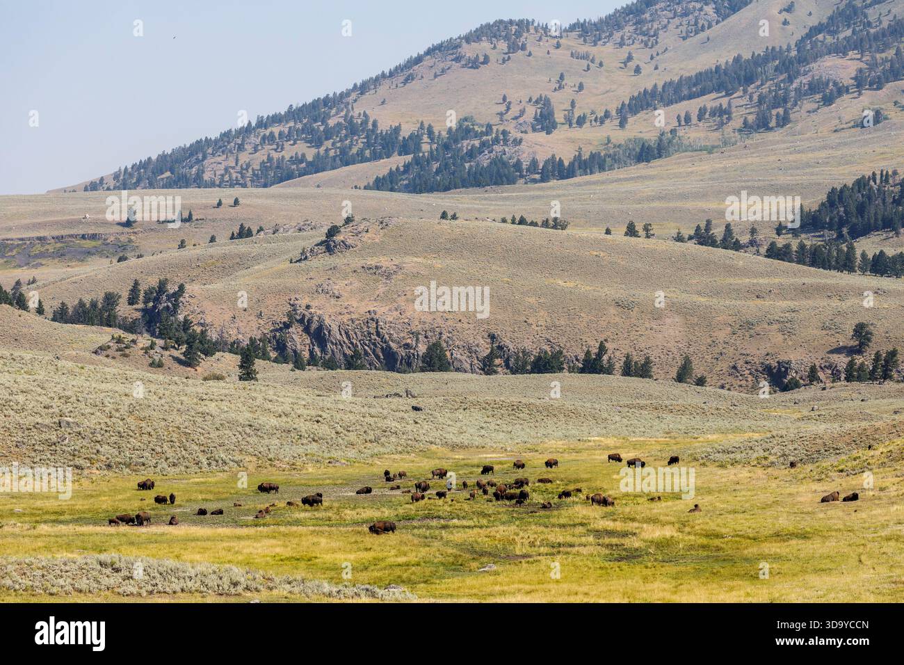 Bison, Lamar Valley, Yellowstone National Park, Wyoming, USA Stockfoto