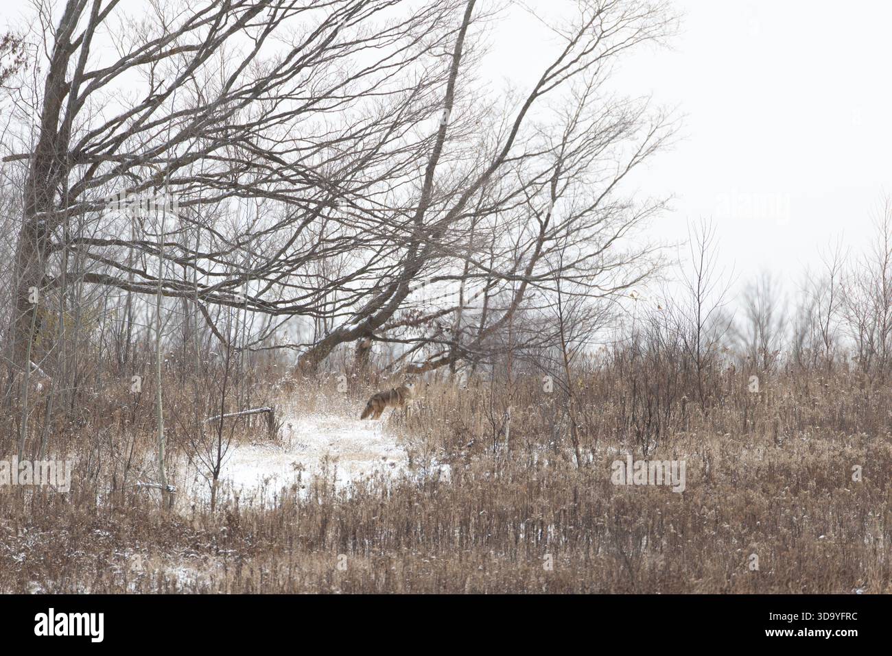 Kojote an einem Novembermorgen im Norden von Wisconsin. Stockfoto