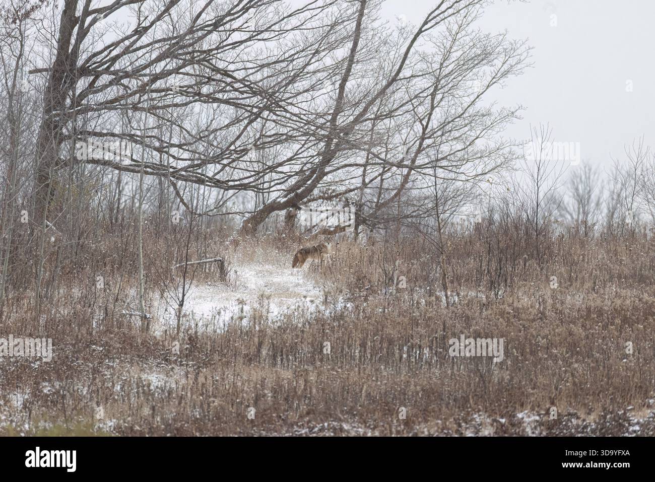 Kojote an einem Novembermorgen im Norden von Wisconsin. Stockfoto