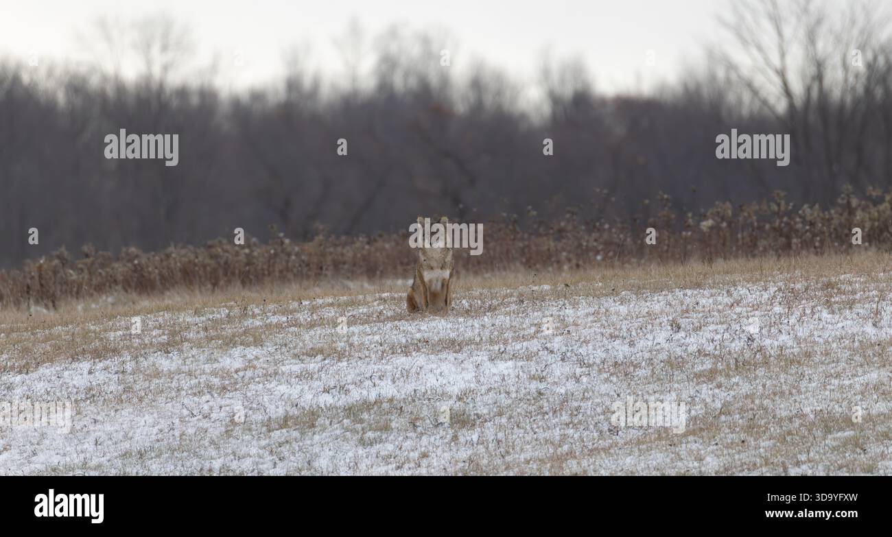 Kojote an einem Novembermorgen im Norden von Wisconsin. Stockfoto
