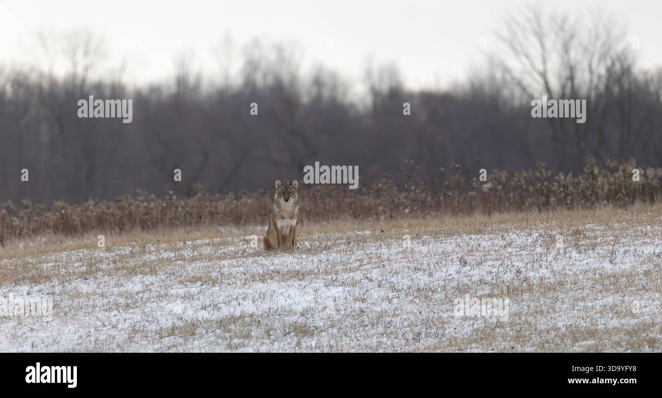 Kojote an einem Novembermorgen im Norden von Wisconsin. Stockfoto