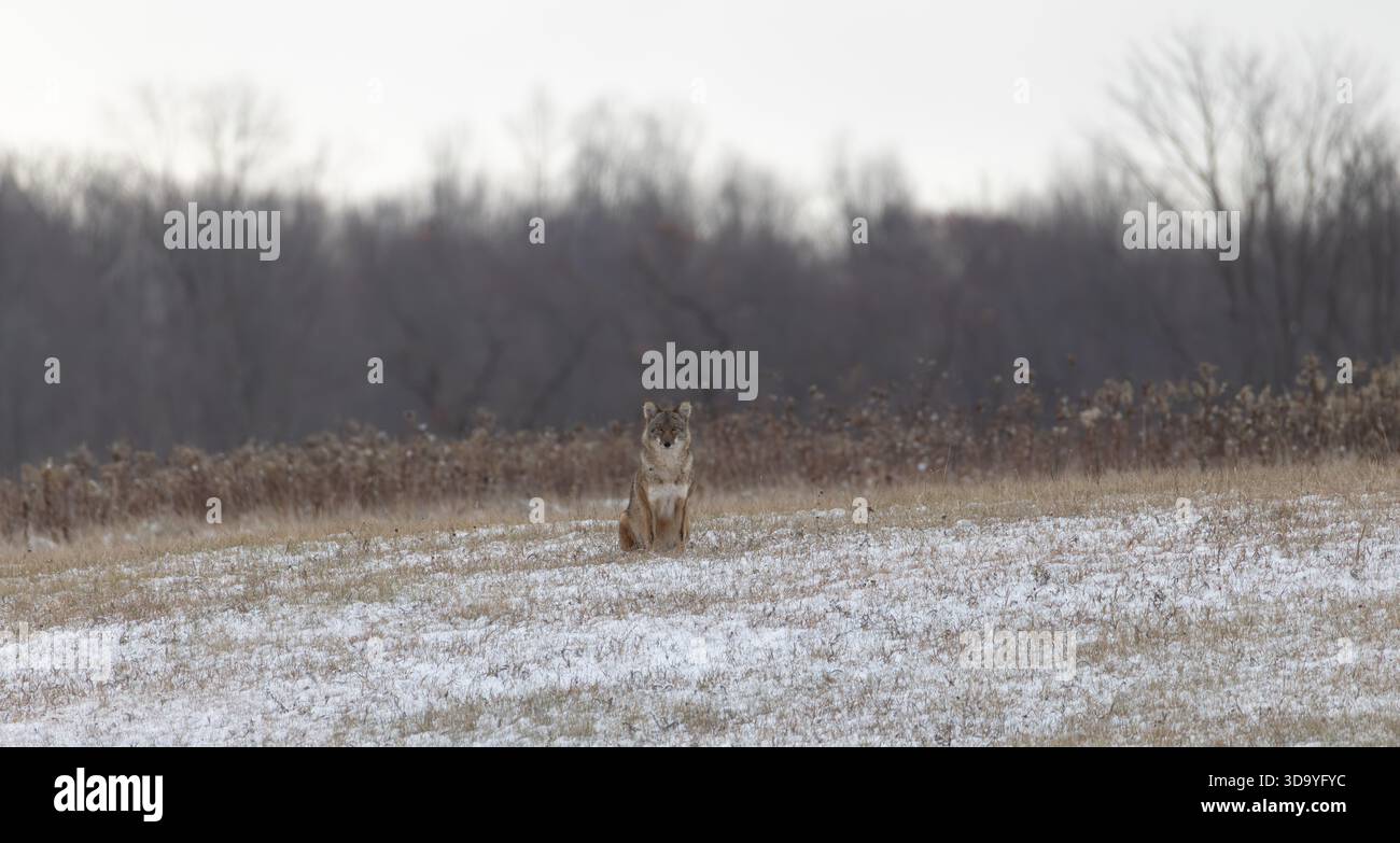Kojote an einem Novembermorgen im Norden von Wisconsin. Stockfoto
