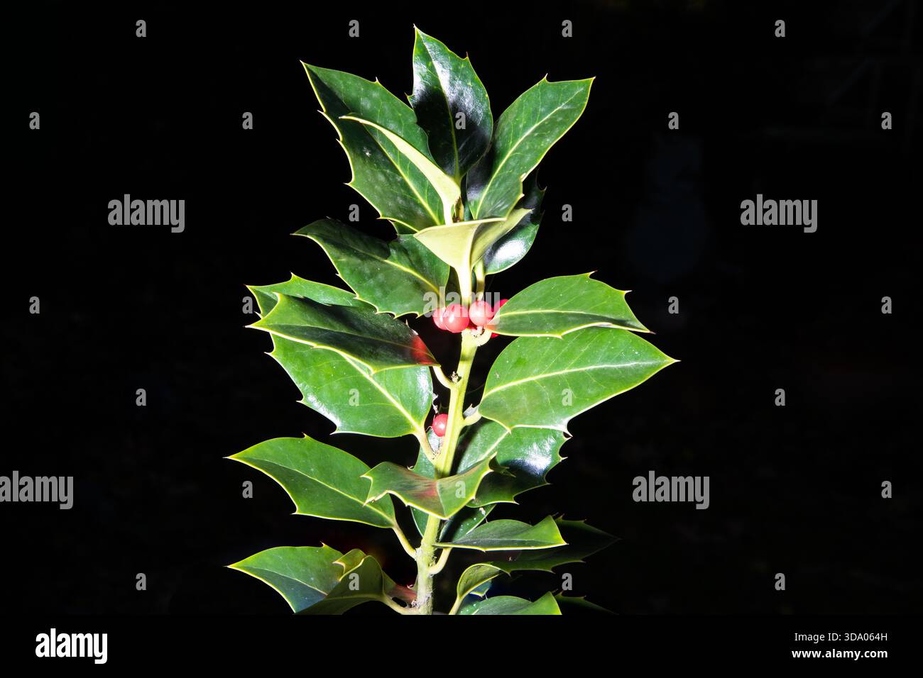 stechpalmenzweige aus Nahaufnahme mit hellroten Beeren auf schwarzem Hintergrund, die festliche Farben und natürliche saisonale Details hervorheben. Stockfoto