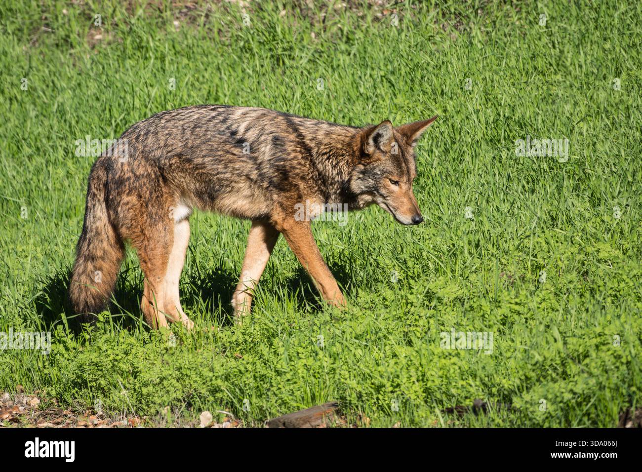 Wilde Kojoten suchen hohes Gras nach Vögeln und kleinen Nagetieren. Foto gemacht im Griffith Park in Los Angeles, Kalifornien. Stockfoto