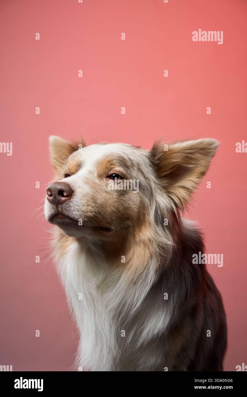 Ein Border Collie steht vor einem warmen roten Hintergrund und blickt mit ruhigem Ausdruck nach vorne. Stockfoto