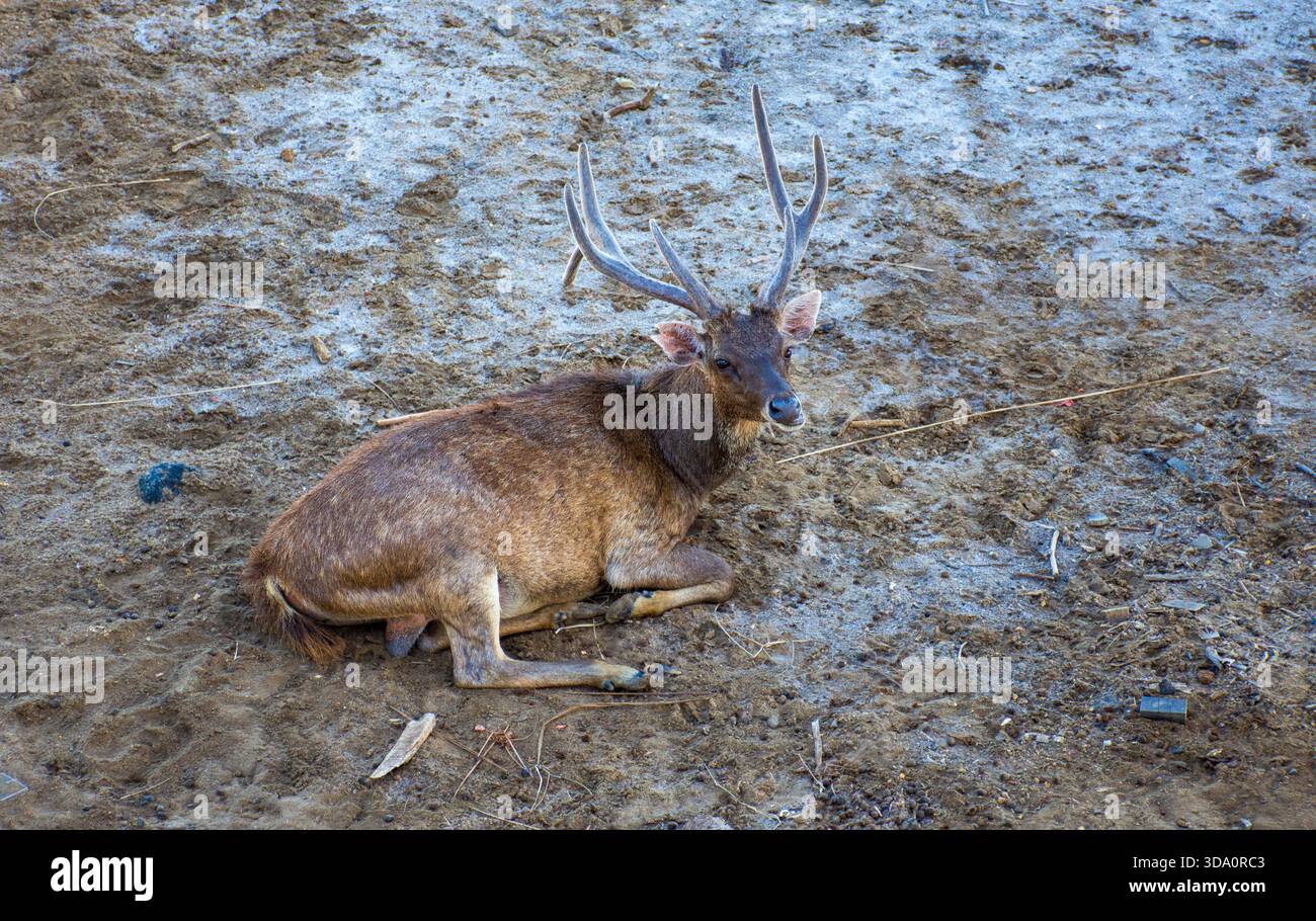 Ein großer timor-Hirsch, Rusa timorensis floresiensis, eine beliebte Beute des komodo-Drachen, ruht in der Nähe einer Ranger-Station im Komodo-Nationalpark in Indonesien Stockfoto