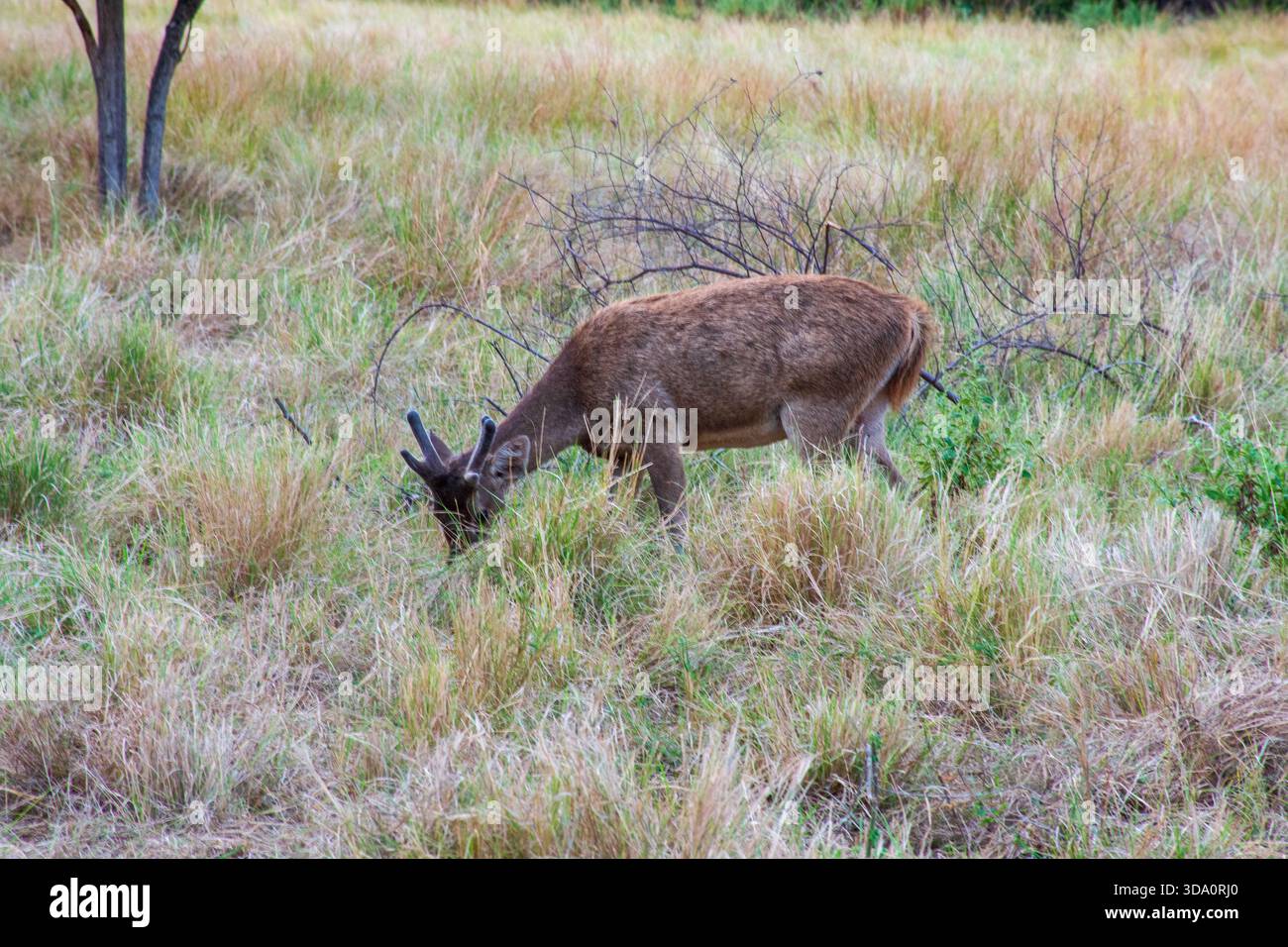 Timor-Hirsch, Rusa timorensis floresiensis, eine beliebte Beute des komodo-Drachen, weidet in der Nähe einer Rangerstation im Komodo-Nationalpark, Indonesien Stockfoto