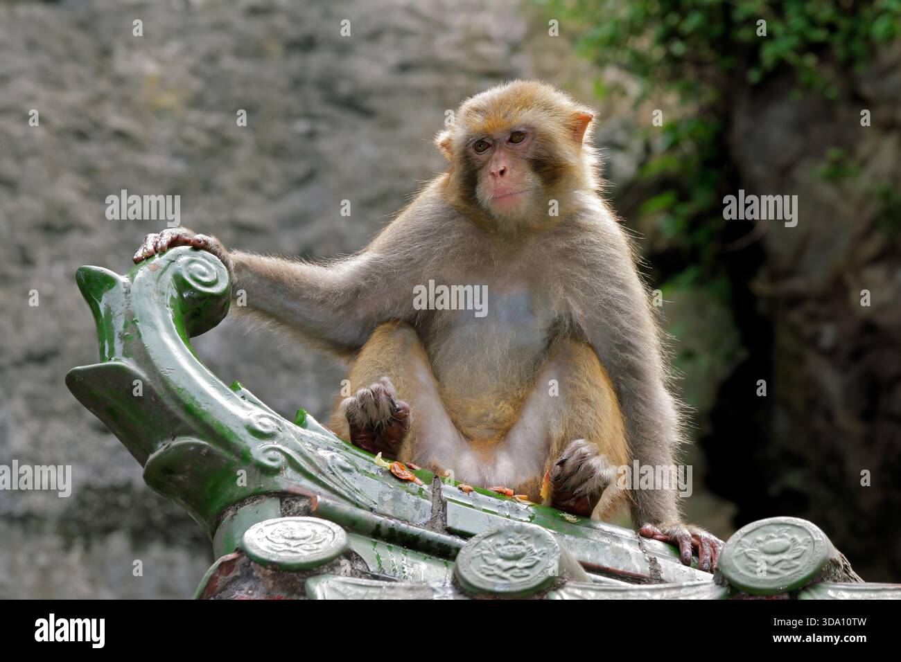 Rhesusaffen (Macaca mulatta), der auf einem Tempeldach sitzt, Südchina Stockfoto
