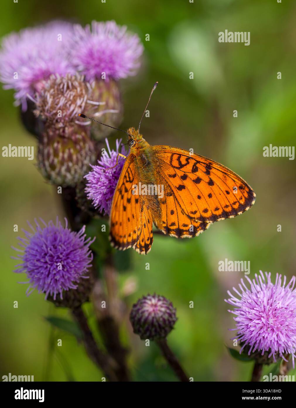 Kleiner marmorierter Fritillar, der sich an einer Distel ernährt Stockfoto