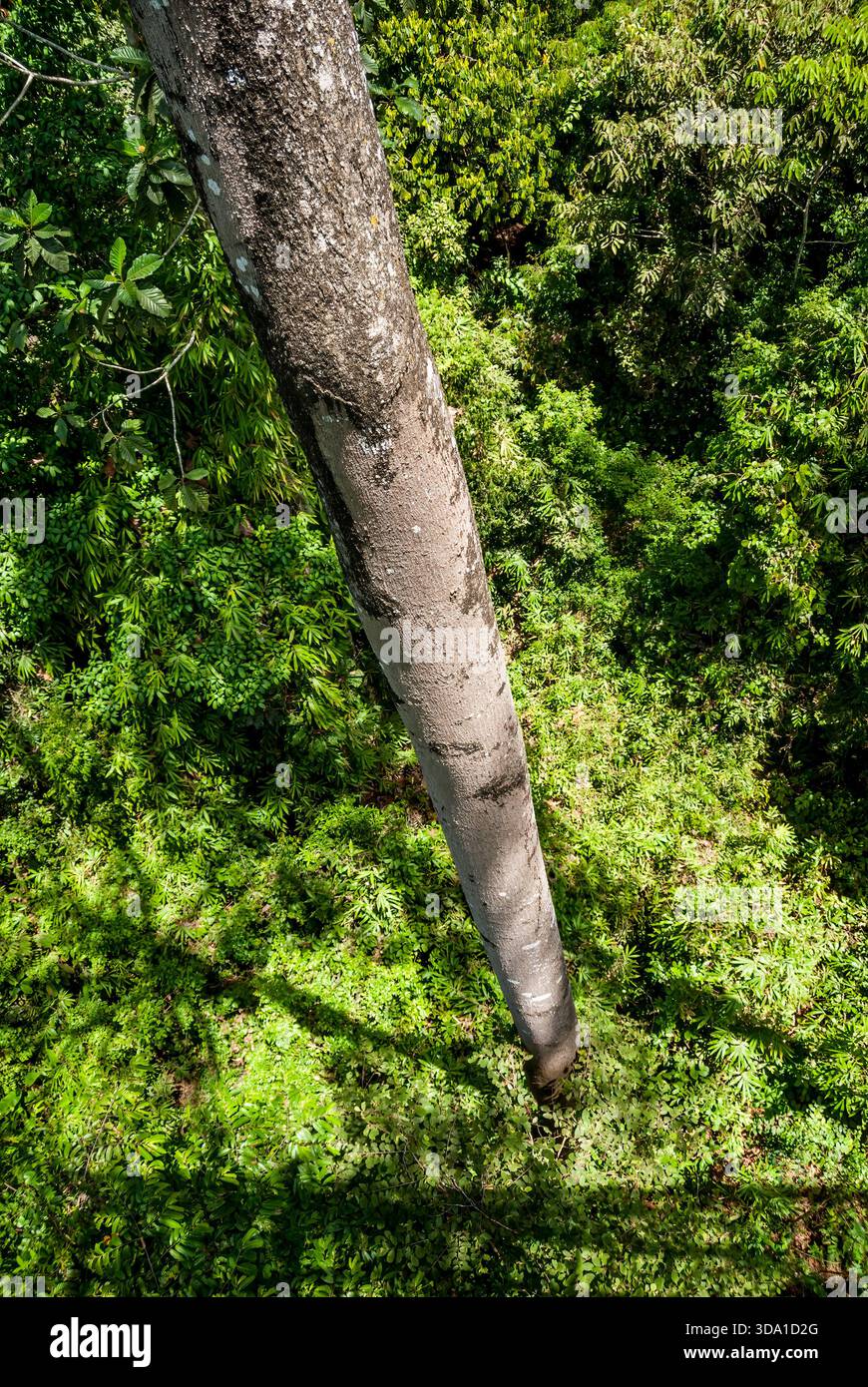 Blick nach unten vom Rainforest Skywalk, Rainforest Discovery Centre, Borneo, Sabah, Malaysia Stockfoto