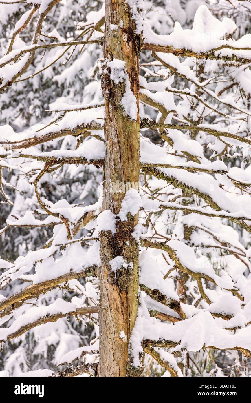 Verschneite Baumzweige an einem alten Baum Stockfoto