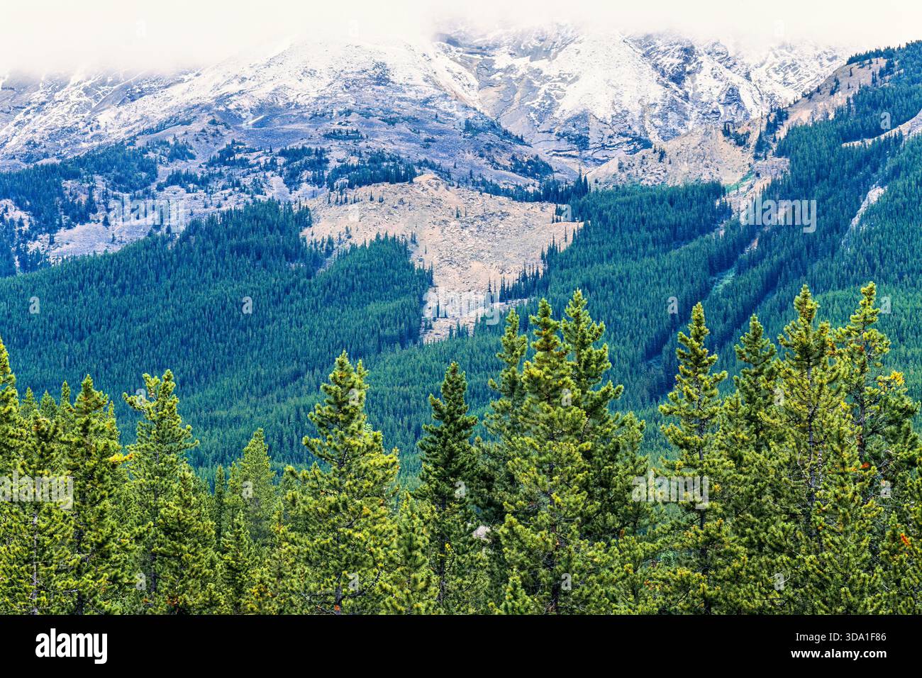 Kiefernwälder an hohen Bergen in der Wildnis Stockfoto