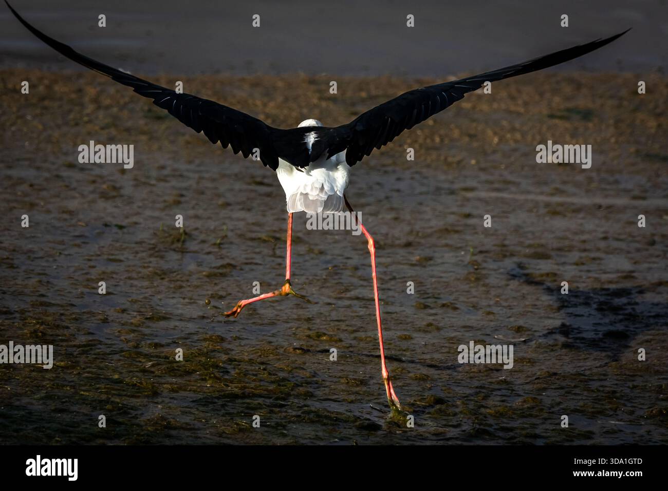 Immer ein Lieblingstier zu beobachten, die Watvögel, die versuchen, in die Luft zu fliegen. Stockfoto