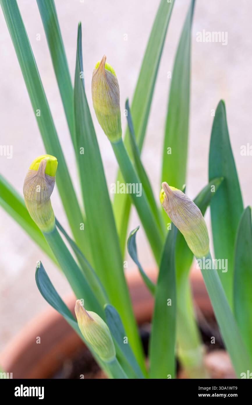 Wilde Narzissen, Narcissus pseudonarcissus, Familie der Amaryllidaceae, Mallorca, Balearen, Spanien Stockfoto