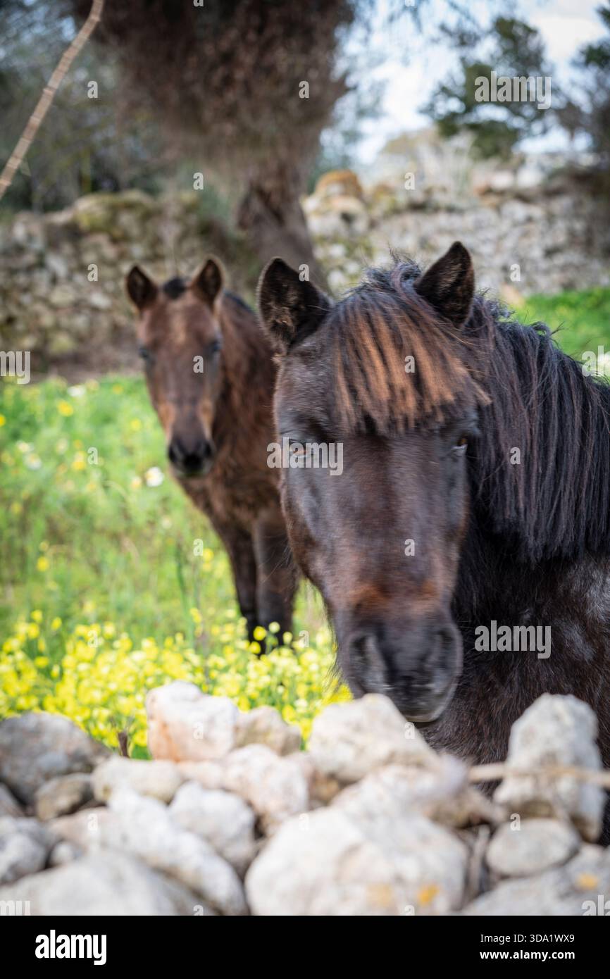 Pferd hinter einem Steinzaun, Puig de Son Talent, Manacor, Mallorca, Balearen, Spanien Stockfoto