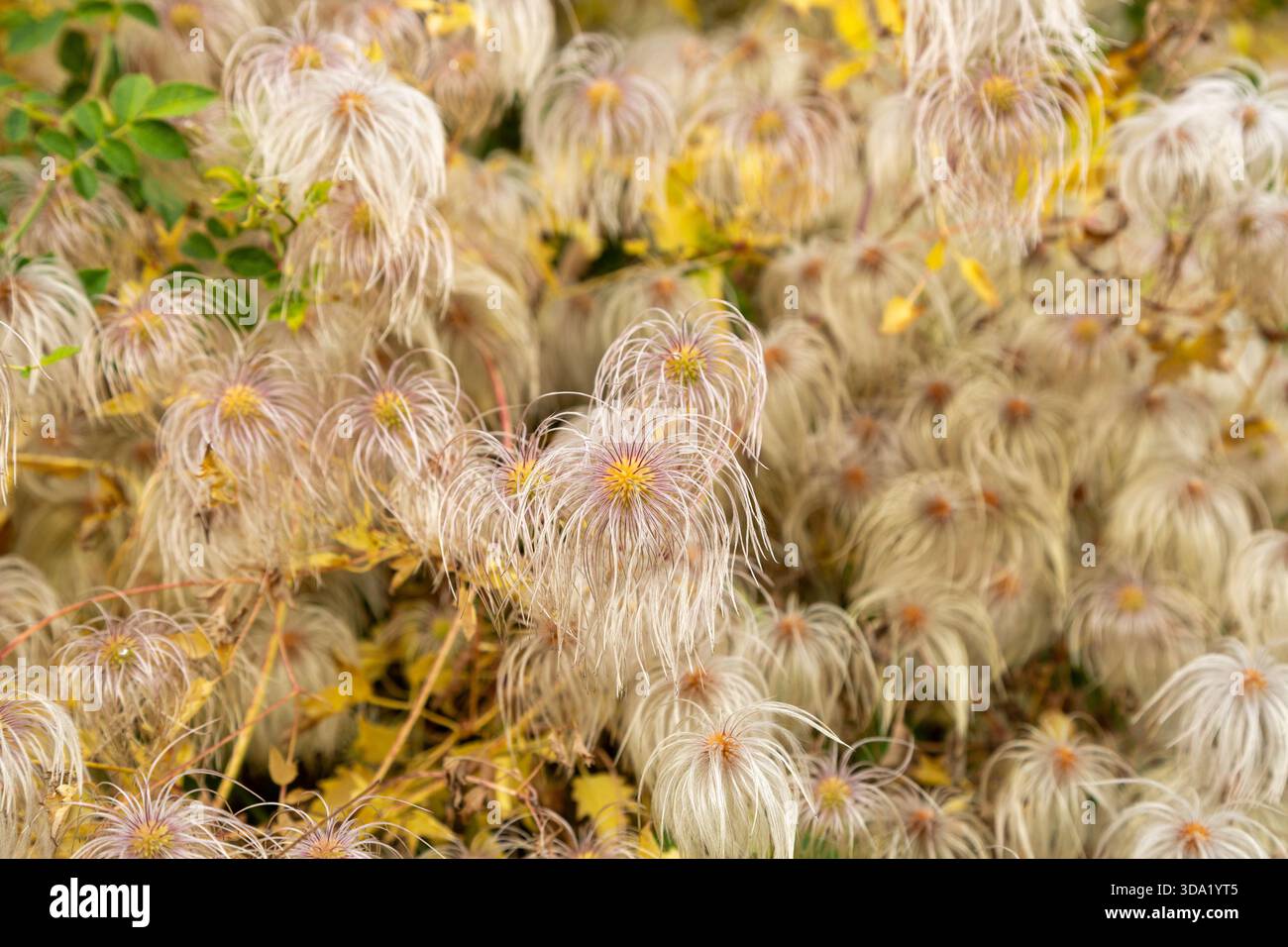 Clematis tangutica nannte auch chinesische Clematis eine invasive Art, Earnscleugh Tailings Track, South Island, Neuseeland Stockfoto