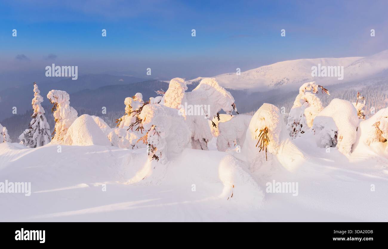 Schneebedeckte Winterbäume, die im warmen Sonnenuntergangslicht auf einem Berg leuchten. Winterlandschaft mit schöner schneebedeckter Natur Stockfoto