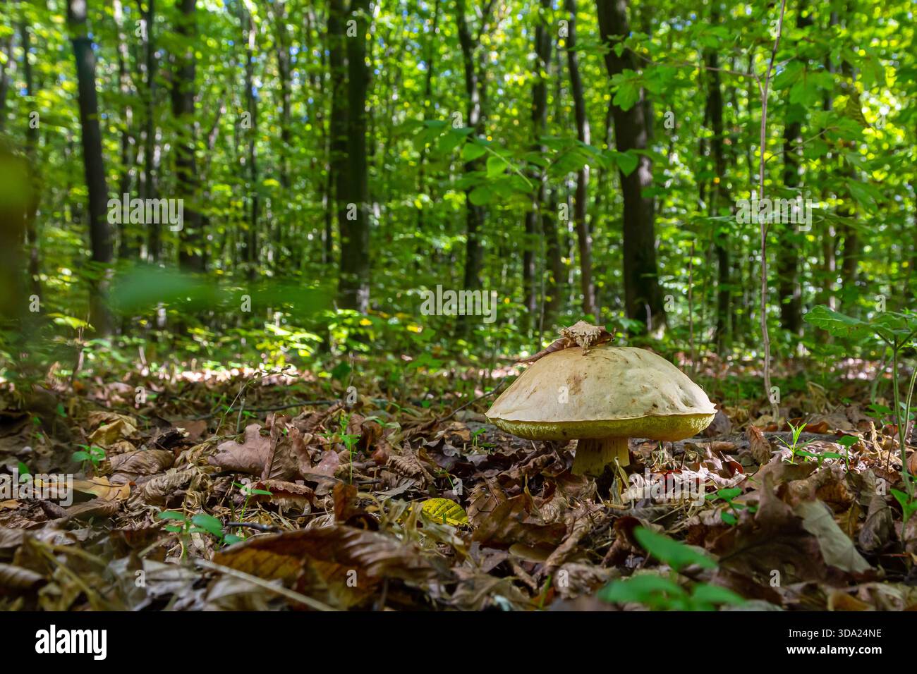 In einem üppigen Wald steht ein großer Amanita phalloides Pilz im Kontrast zu kleineren Gyroporus cyanescens, umgeben von gefallenen Blättern und jungen Pflanzen Stockfoto