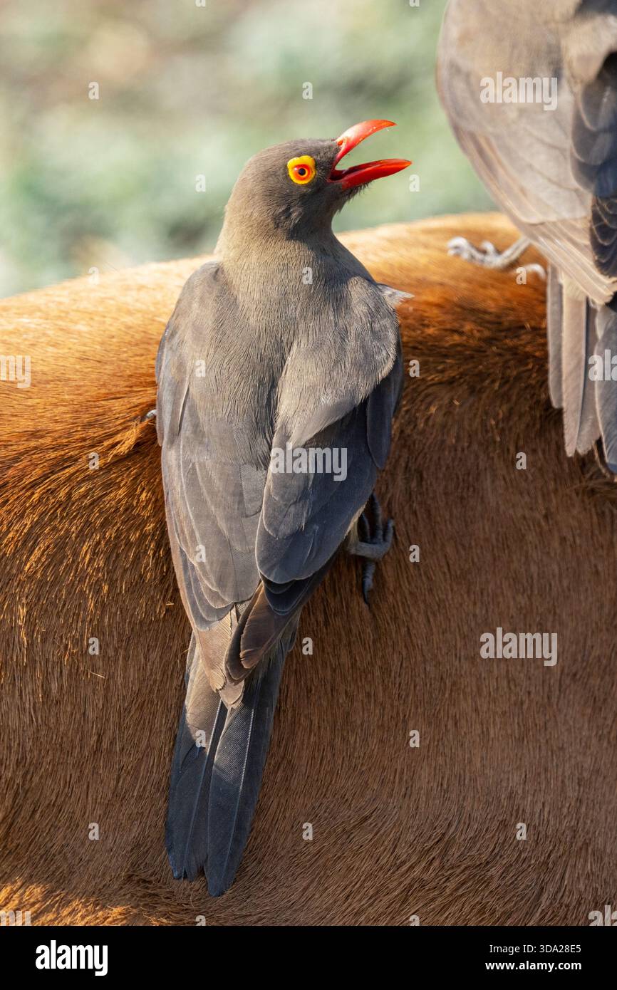 Nahaufnahme des Rotschnabel-Oxpecker auf der Rückseite eines Impalas im Chobe-Nationalpark, Botswana Stockfoto