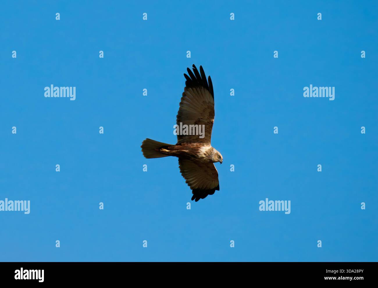 Marsh Harrier männlich im Flug (Cicus aeruginosus) Elmley Nature Reserve, Kent UK Stockfoto