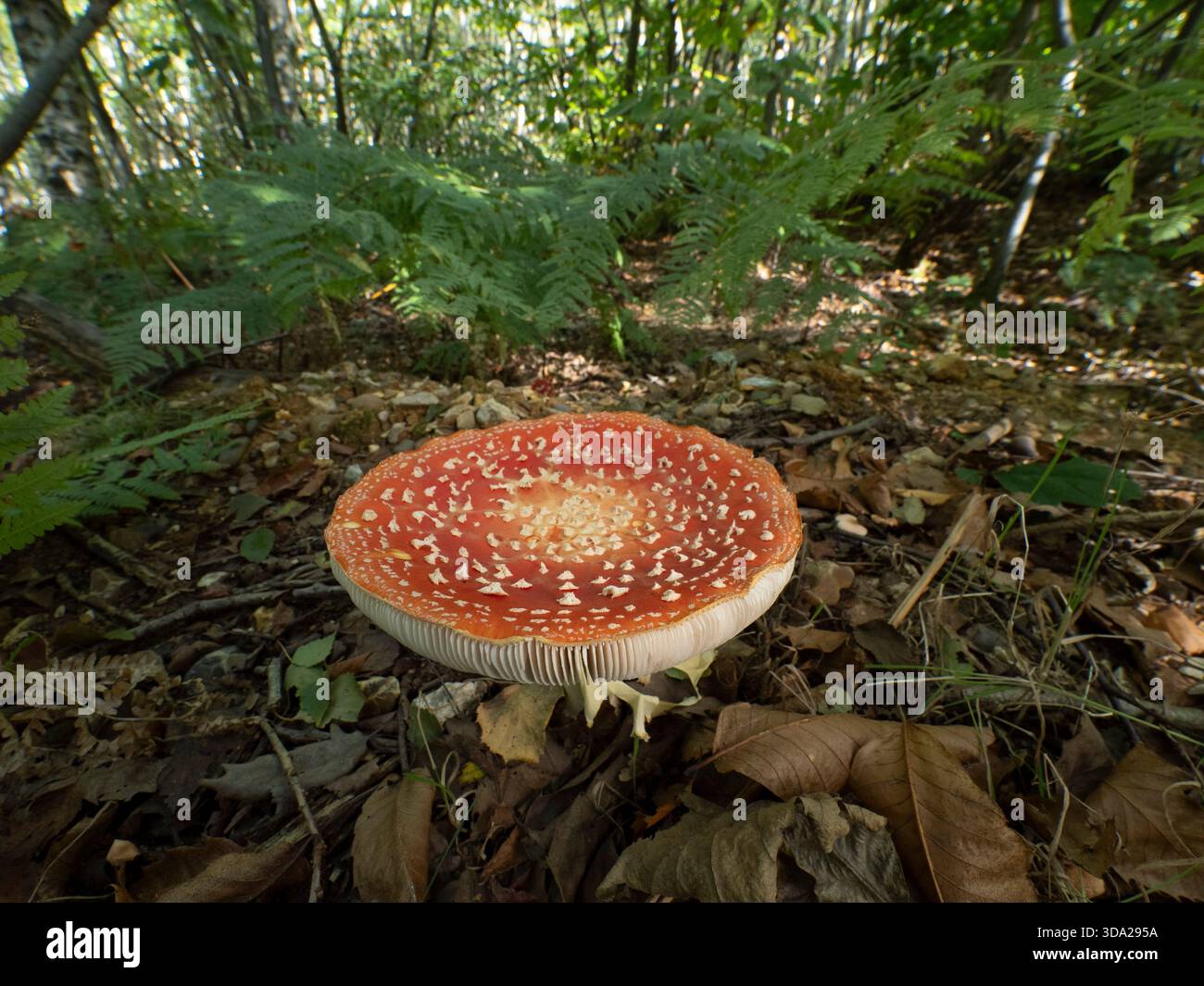 Fliege Agarpilz (Amanita muscaria) Pennypot Woodlands, Kent Großbritannien Stockfoto