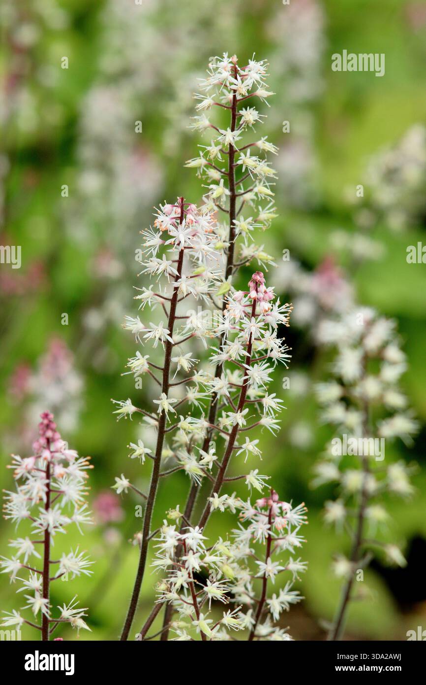 Tiarella Spring Symphony mit kurzen aufrechten Spitzen schaumiger Blumen im Waldgarten im Sommer. Auch bekannt als Schaumblume „Spring Symphony“ Stockfoto
