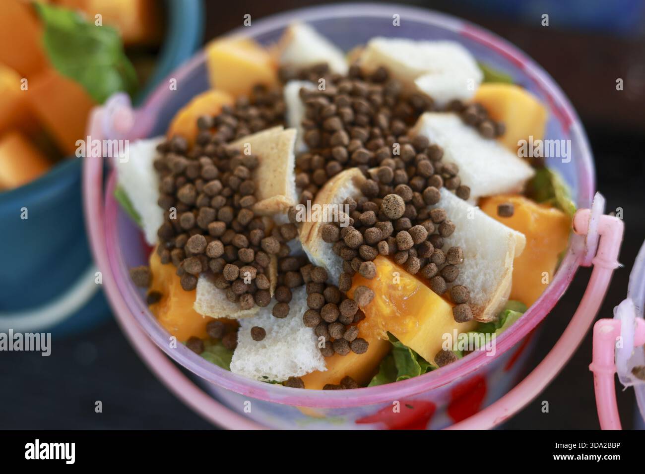 Gesunde Haustiermahlzeit, frische Papaya, Kokos und braunes Pellet. Bunte Diät in rosa Eimer, zubereitetes Gericht mit sorgfältiger Tierernährung, Wellness Stockfoto