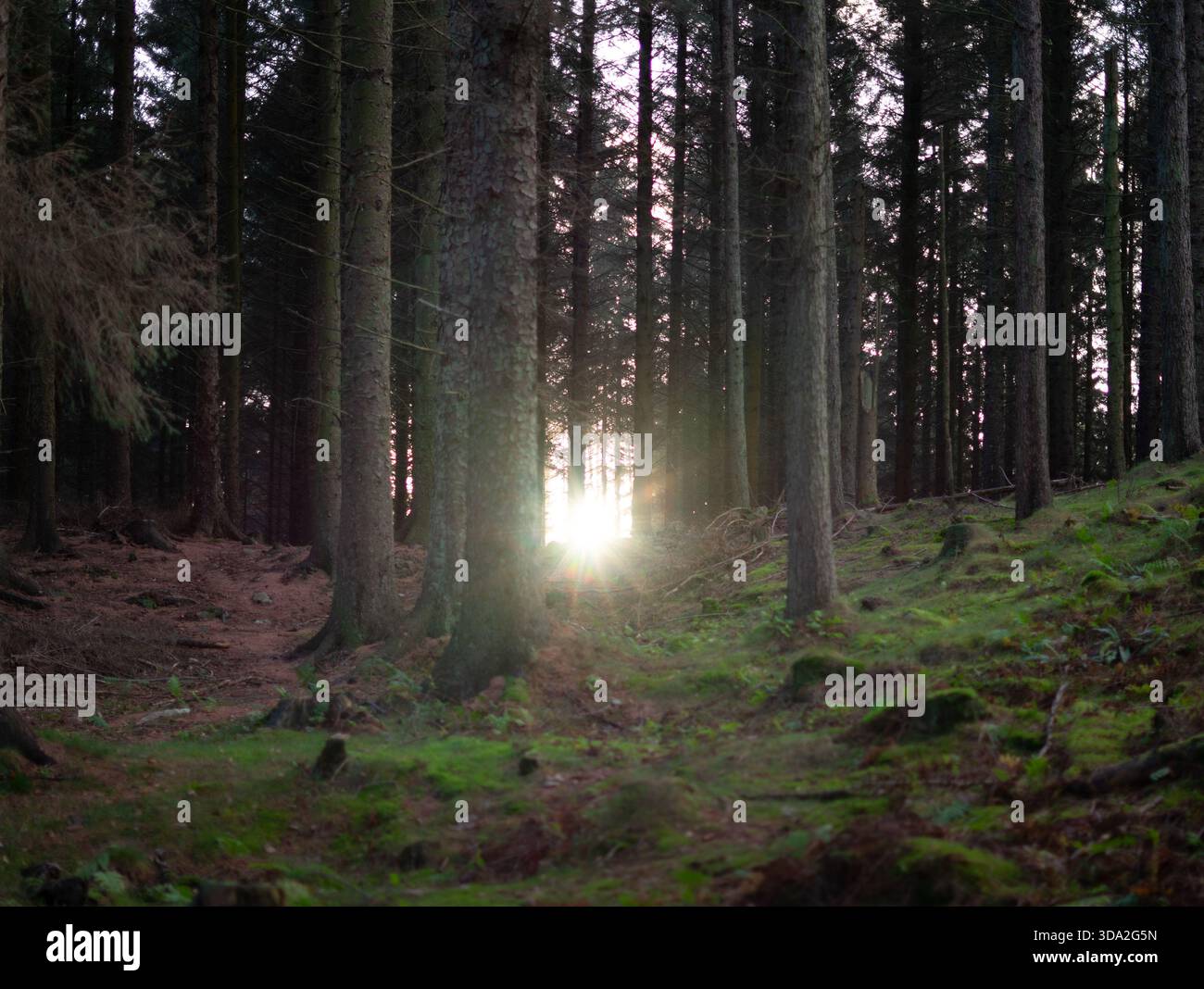 Ein ruhiger Kiefernwald bei Sonnenaufgang in Schottland, mit moosigem Waldboden, sanftem Tageslicht und leichtem Licht Stockfoto