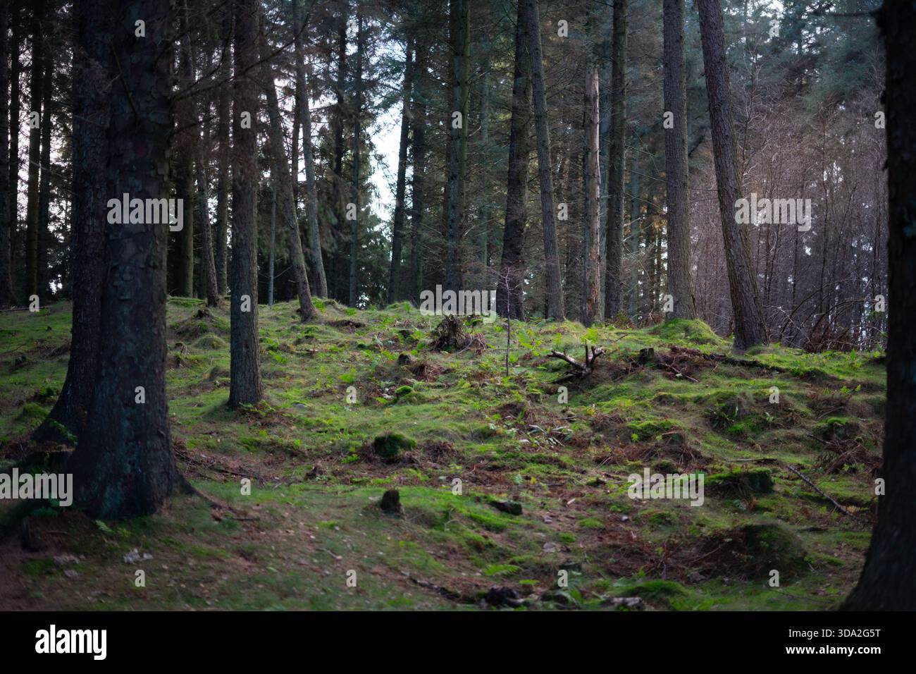 Ein ruhiger Kiefernwald bei Sonnenaufgang in Schottland, mit moosigem Waldboden, sanftem Tageslicht und leichtem Licht Stockfoto