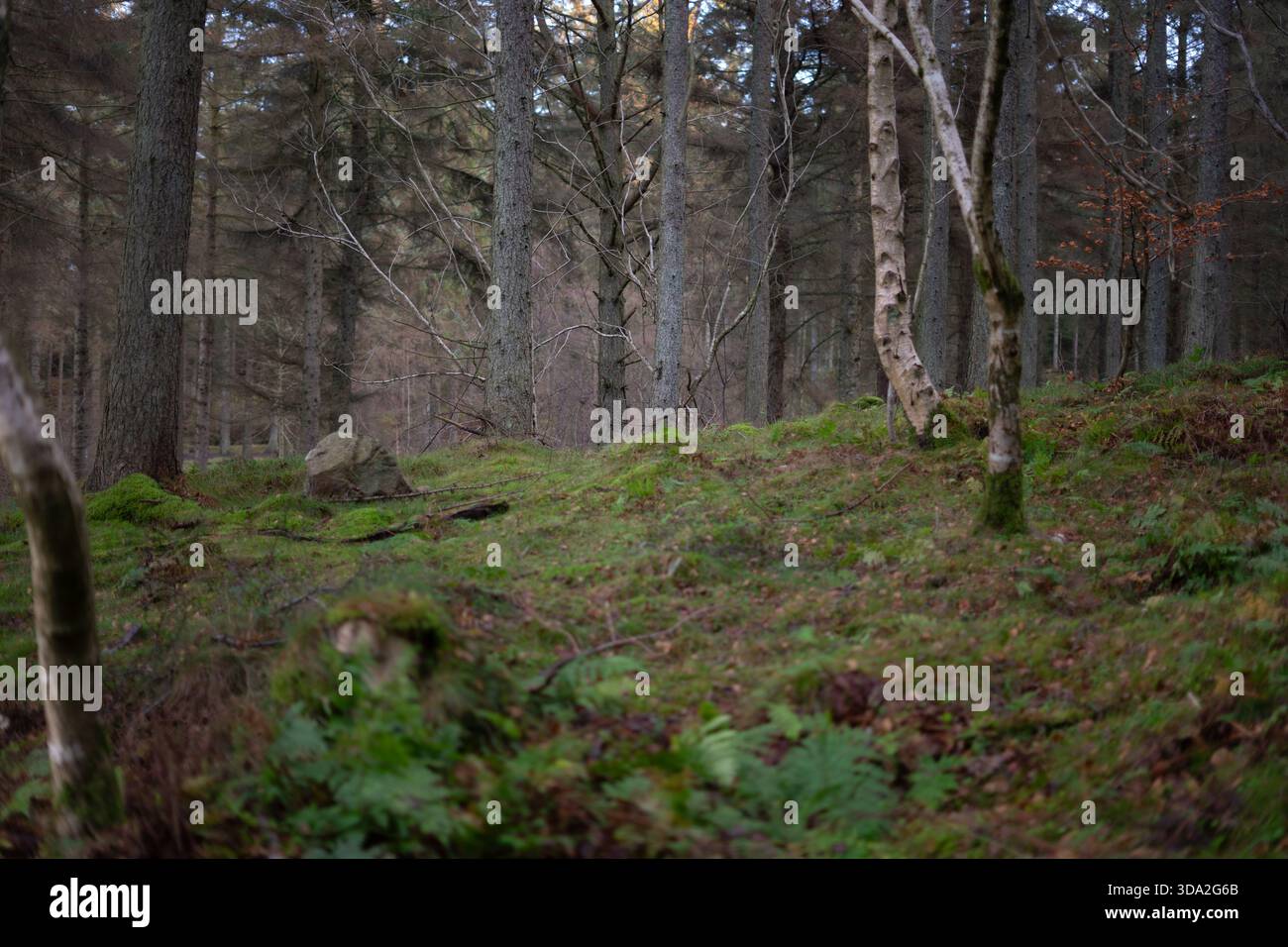 Friedliche schottische Waldszene mit hohen Kiefern, Waldhügeln und grünem Moos im späten Winter Stockfoto