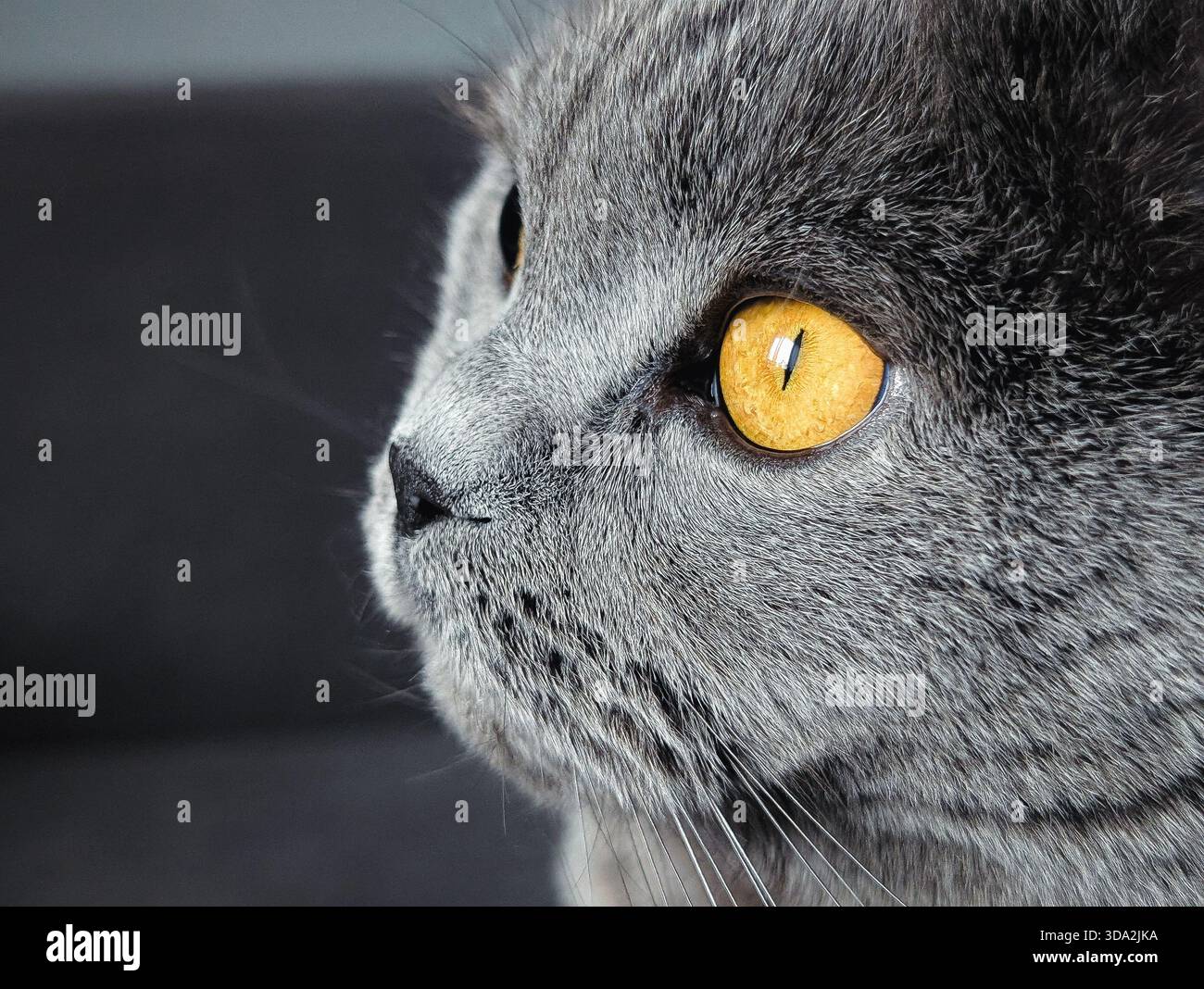 Elegantes Porträt einer grauen britischen Kurzhaarkatze mit bernsteinfarbenen Augen Stockfoto