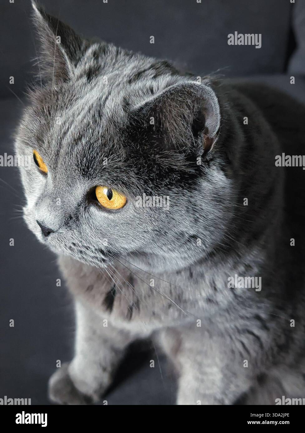 Elegantes Porträt einer grauen britischen Kurzhaarkatze mit bernsteinfarbenen Augen Stockfoto