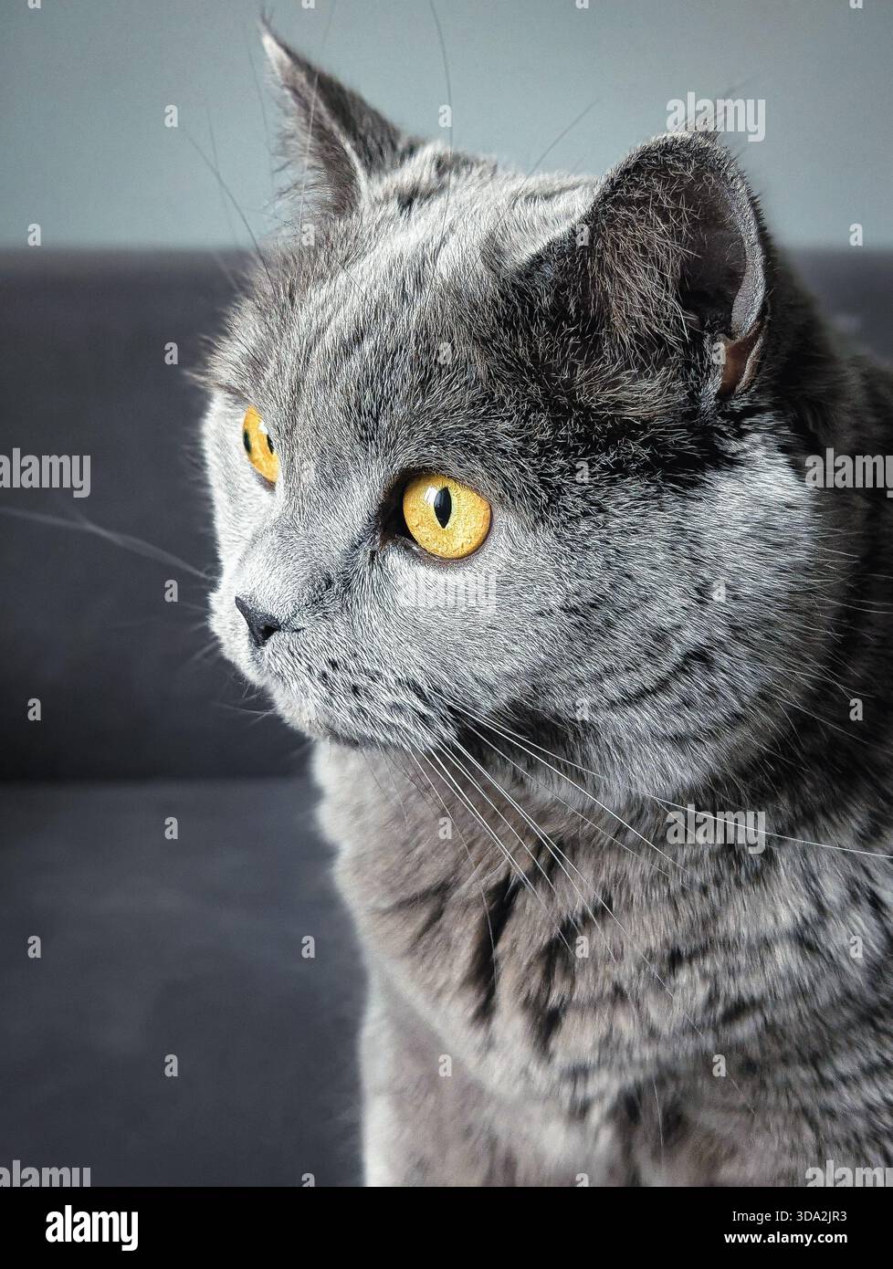 Elegantes Porträt einer grauen britischen Kurzhaarkatze mit bernsteinfarbenen Augen Stockfoto