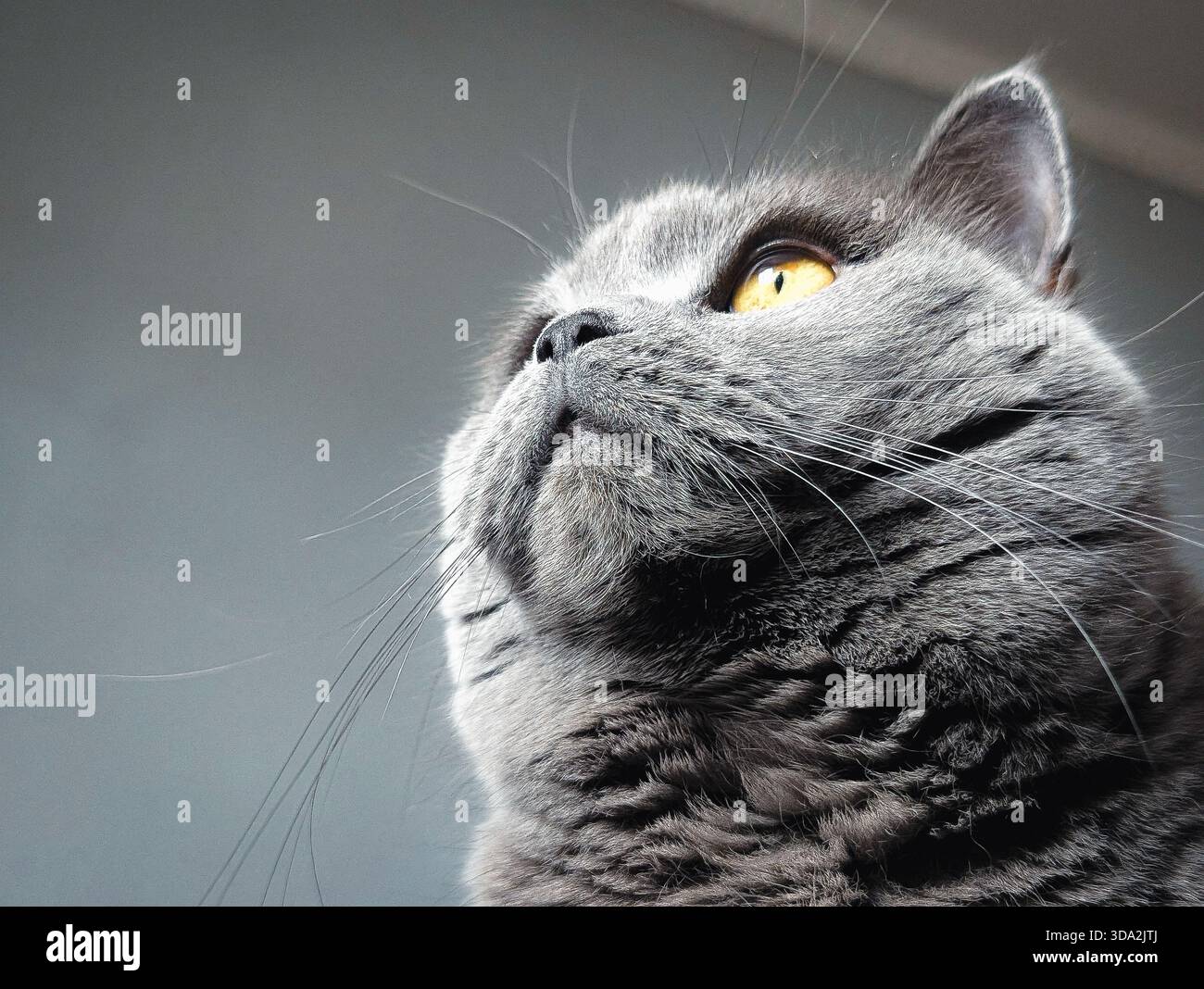 Elegantes Porträt einer grauen britischen Kurzhaarkatze mit bernsteinfarbenen Augen Stockfoto