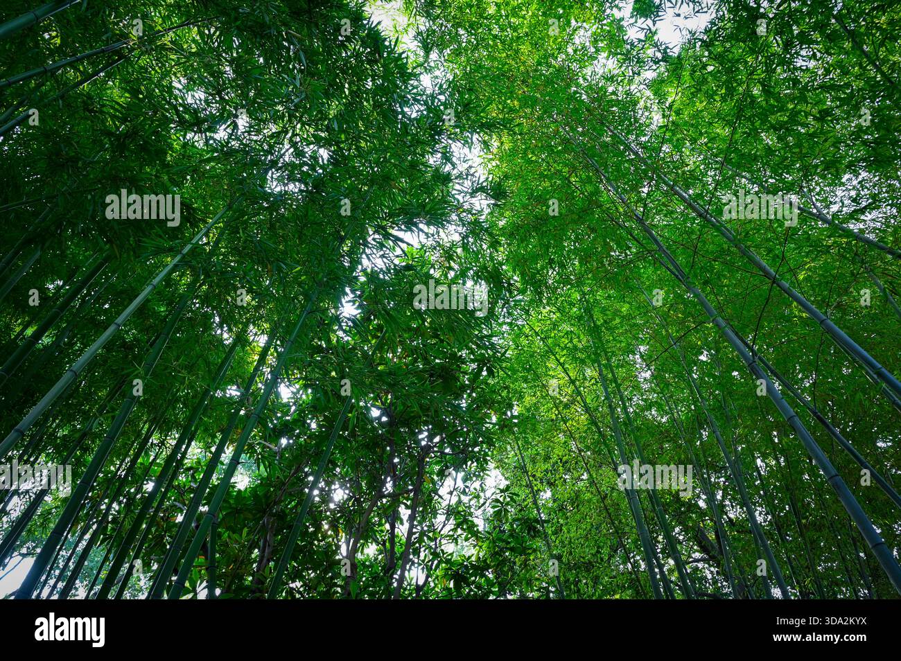 Grüner asiatischer Bambuswald als Naturhintergrund Stockfoto